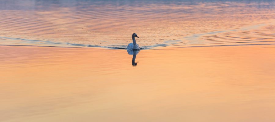 Swan swimming in lake in morning light. Beautiful big bird portrait